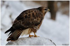 - Mäusebussard B - ( Buteo buteo )