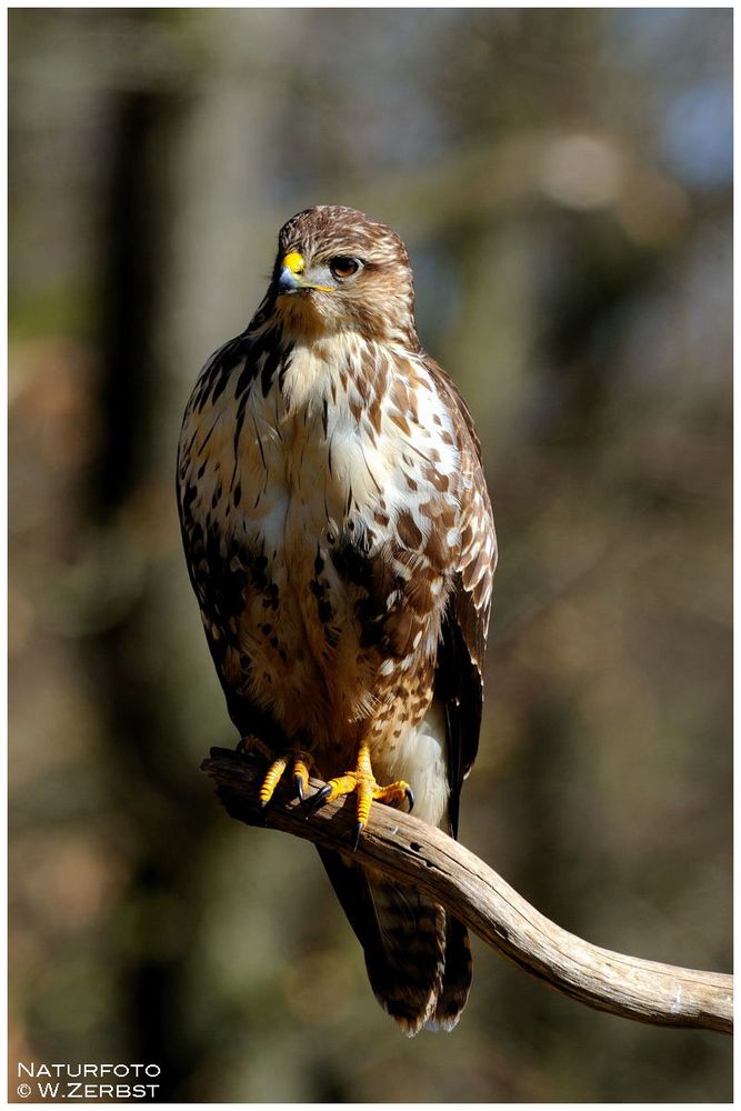 - Mäusebussard B - ( Buteo buteo )