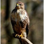 - Mäusebussard B - ( Buteo buteo )