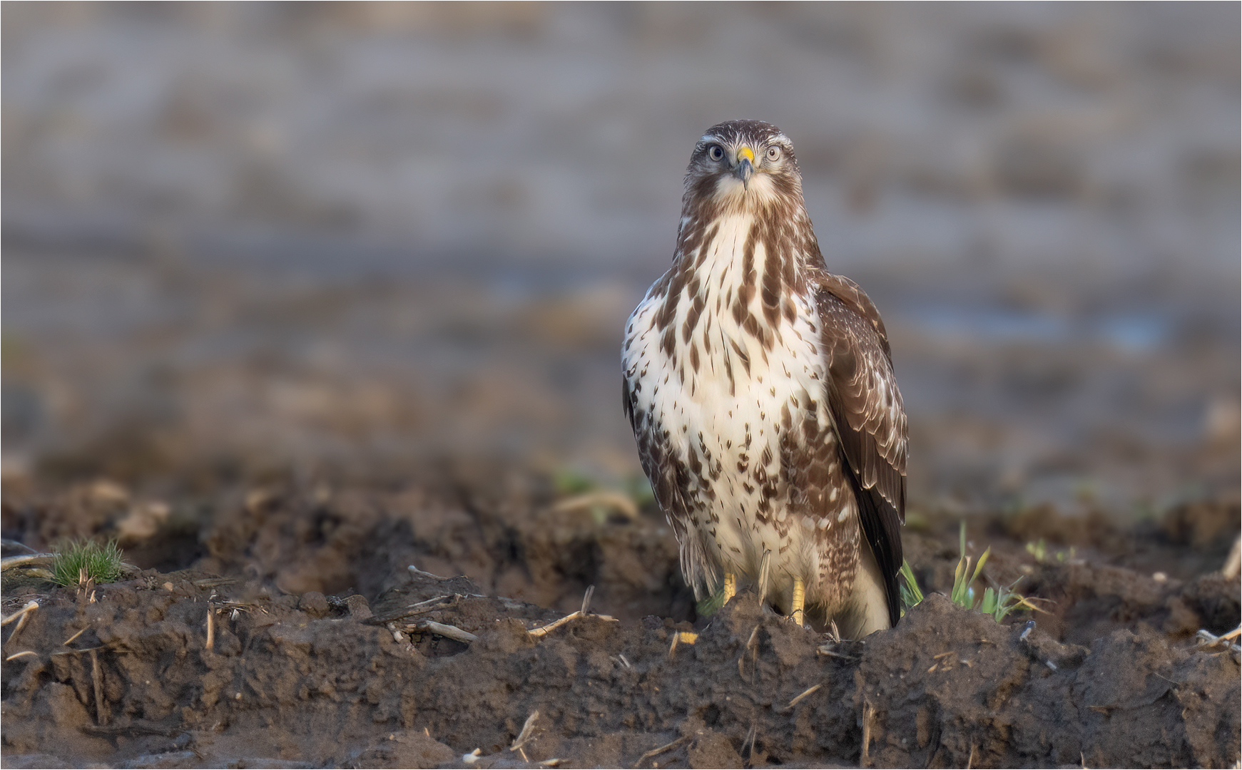 Mäusebussard