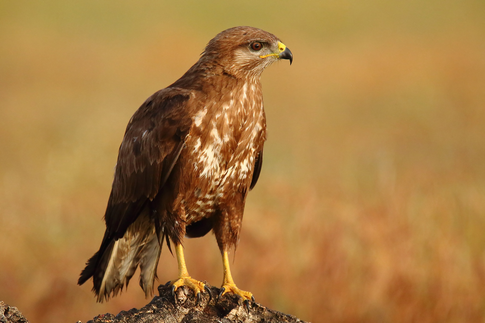 Mäusebussard