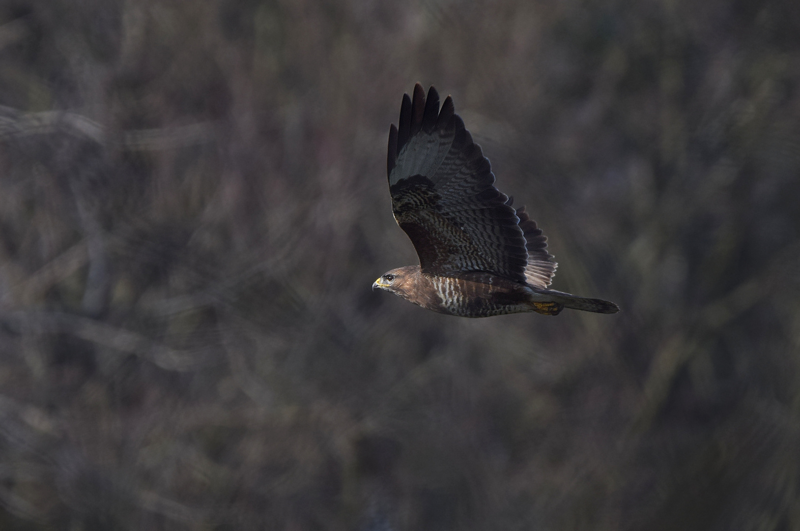 Mäusebussard