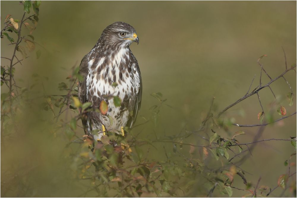 Mäusebussard