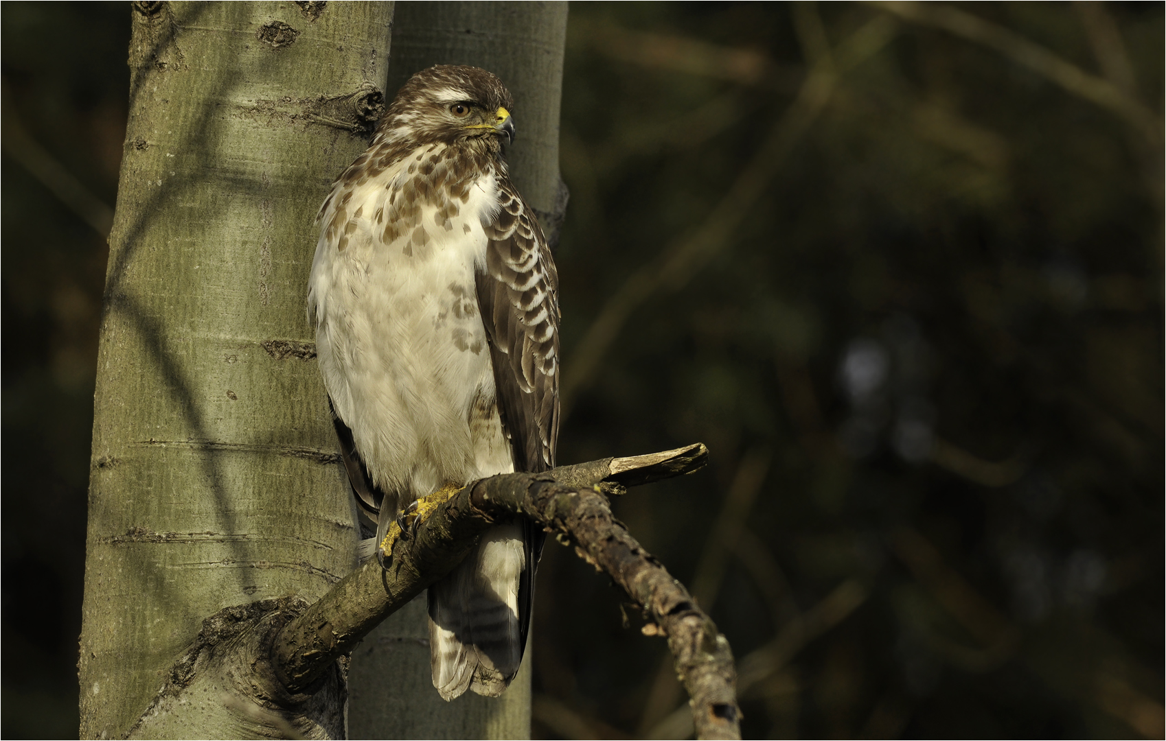 Mäusebussard