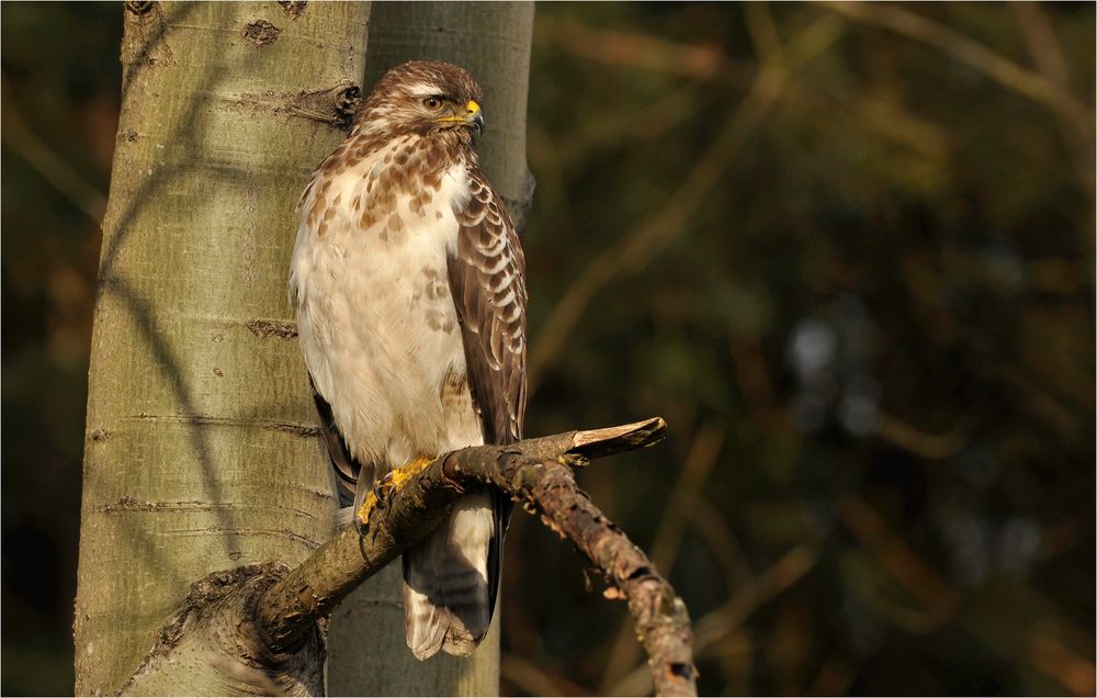 Mäusebussard