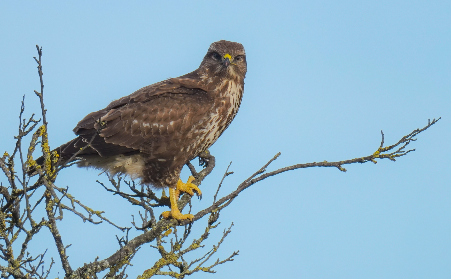 Mäusebussard