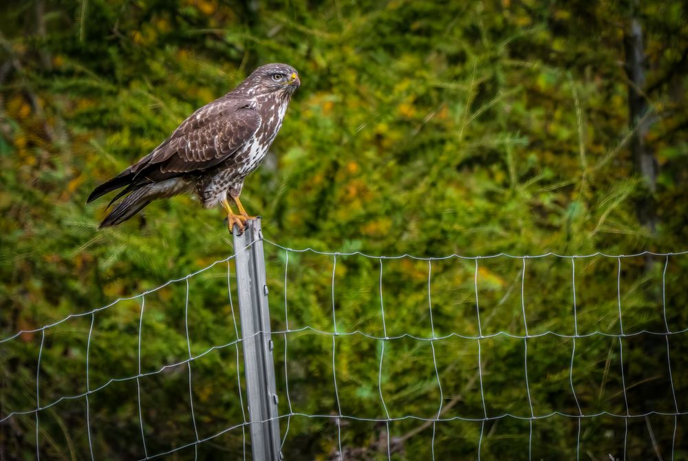 "MÄUSEBUSSARD"