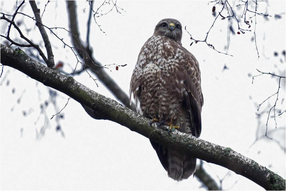 Mäusebussard