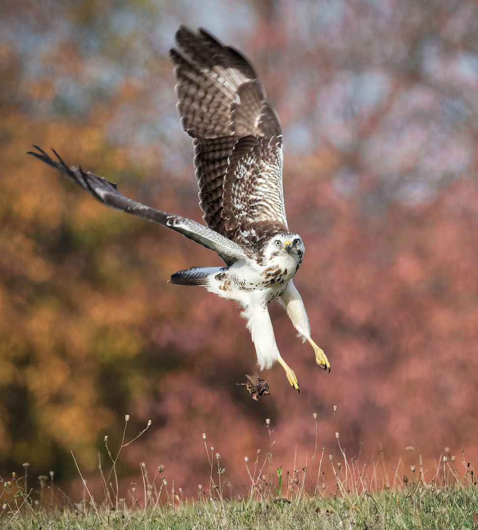 Mäusebussard