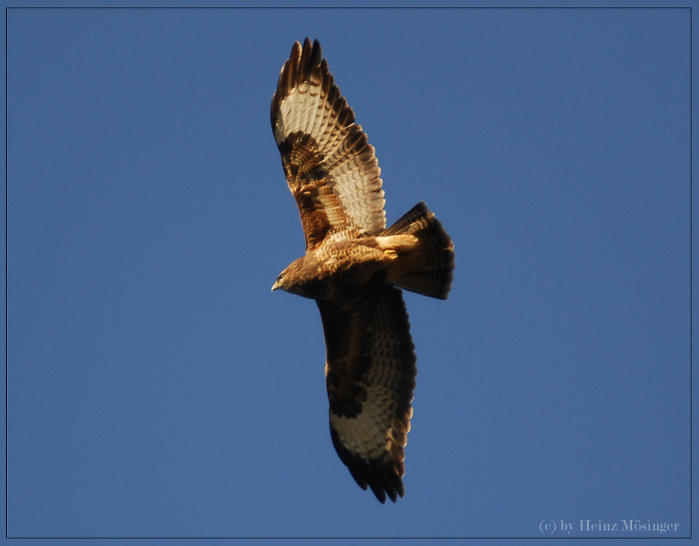 Mäusebussard