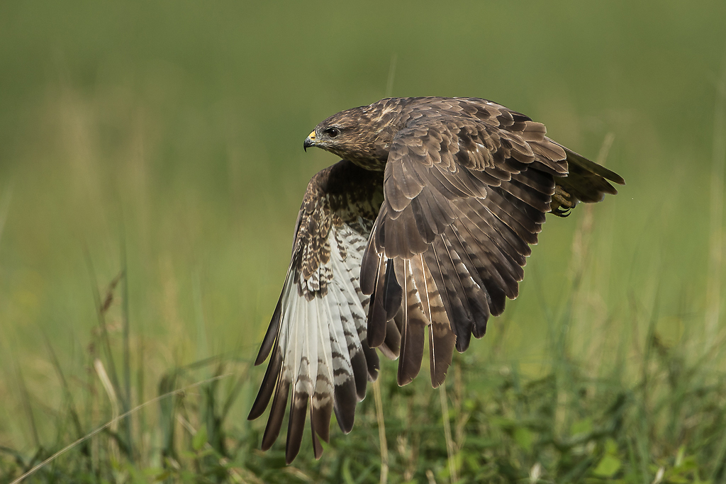 Mäusebussard