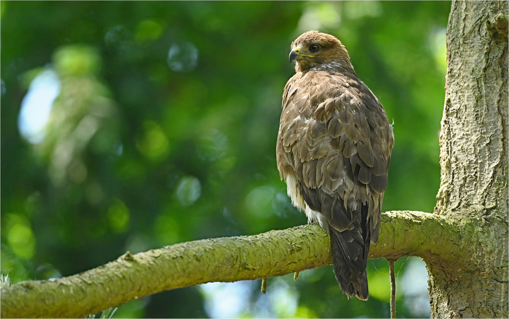 Mäusebussard