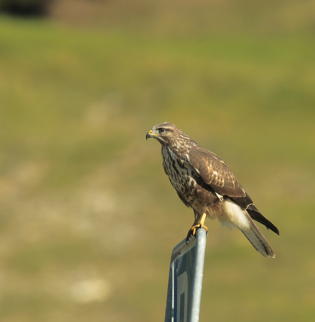 Mäusebussard