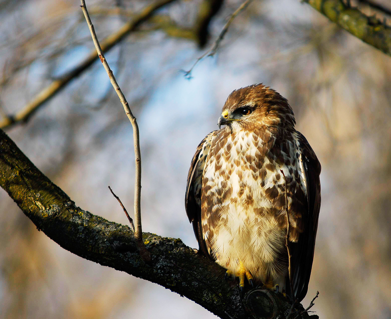 Mäusebussard