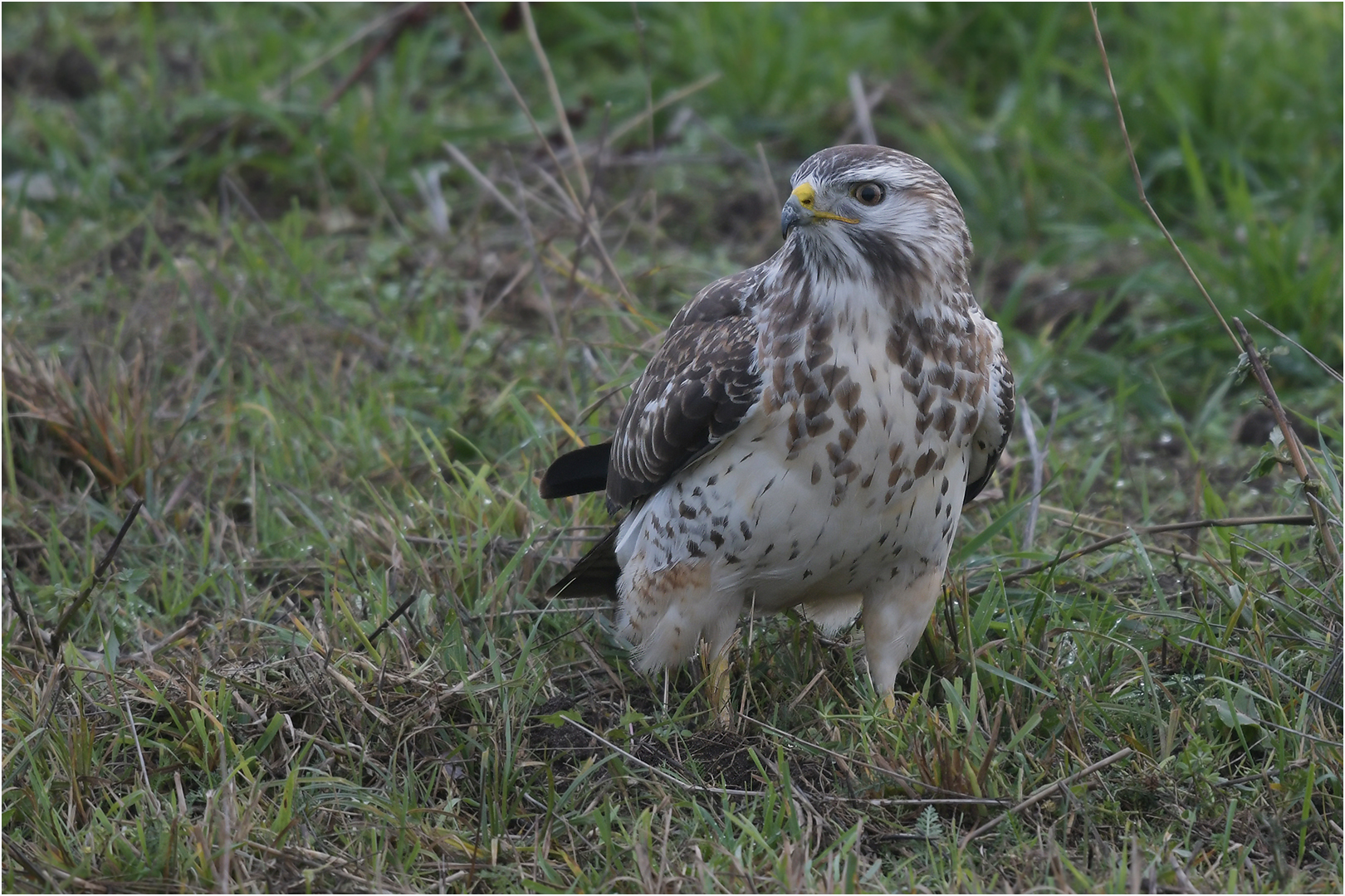 Mäusebussard