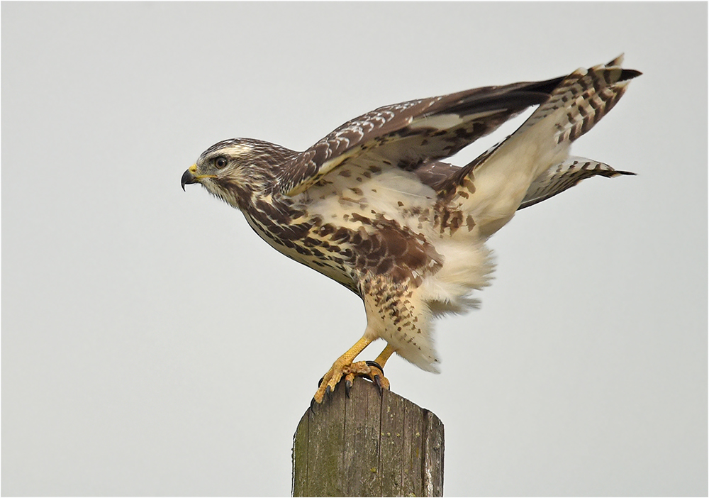 Mäusebussard