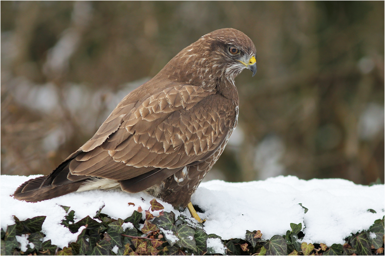 Mäusebussard