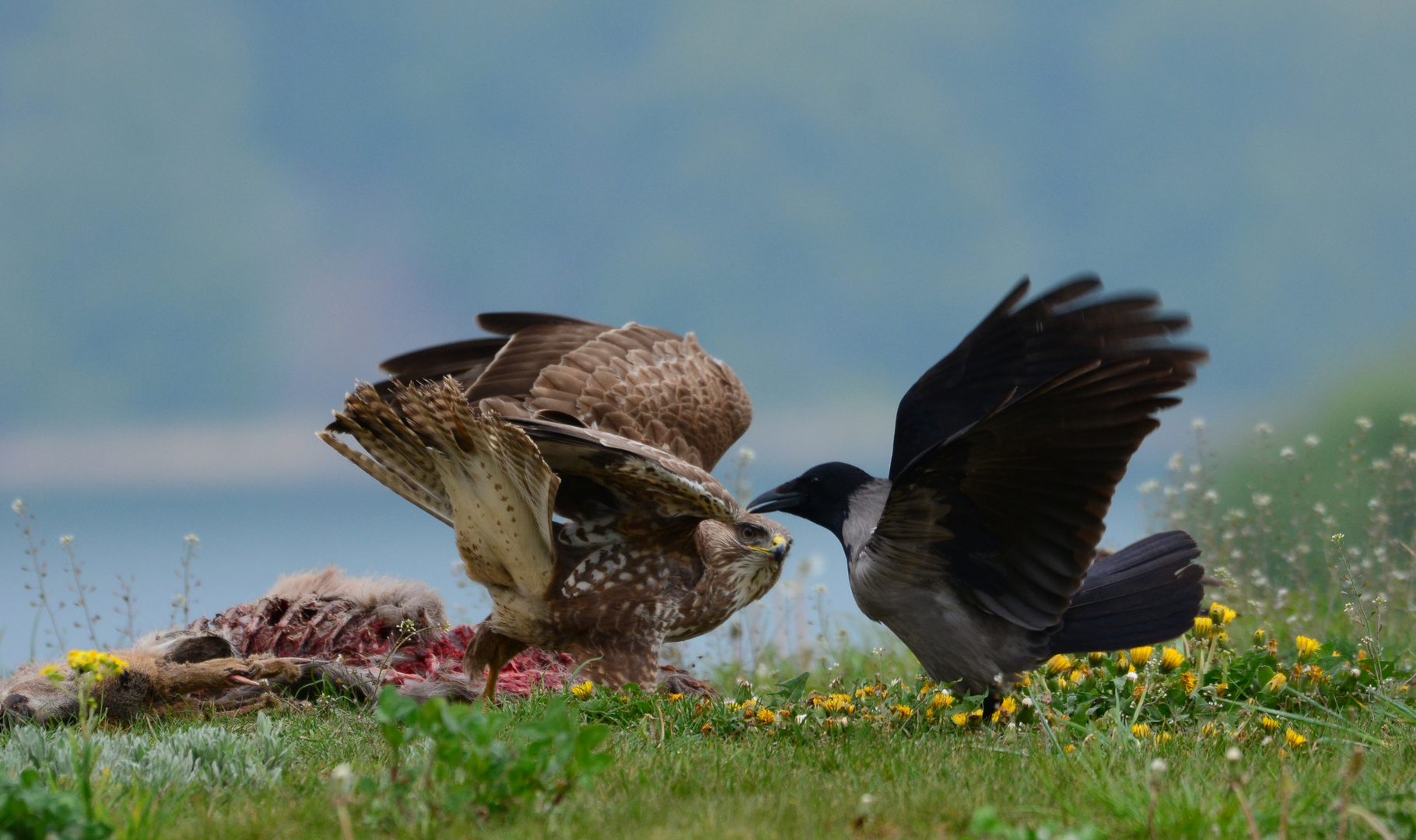 Mäusebussard