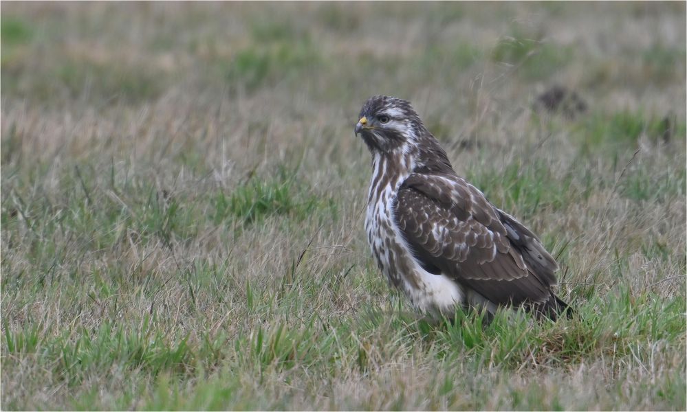 Mäusebussard