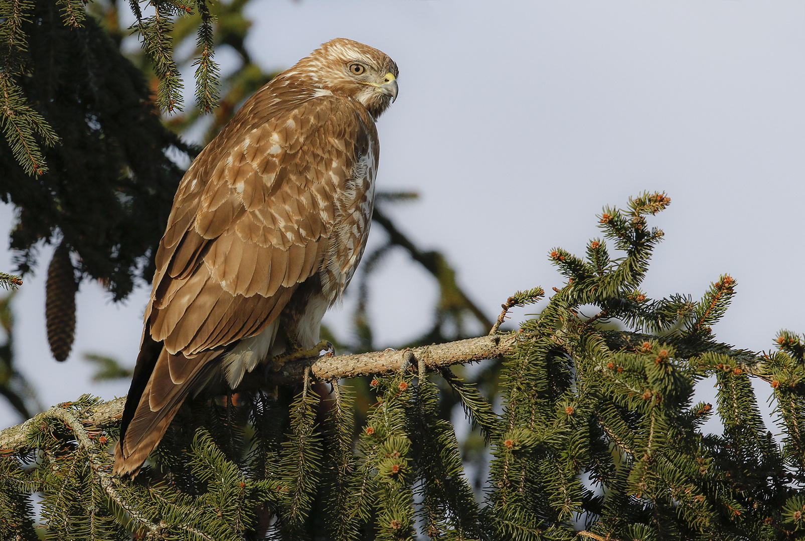 Mäusebussard