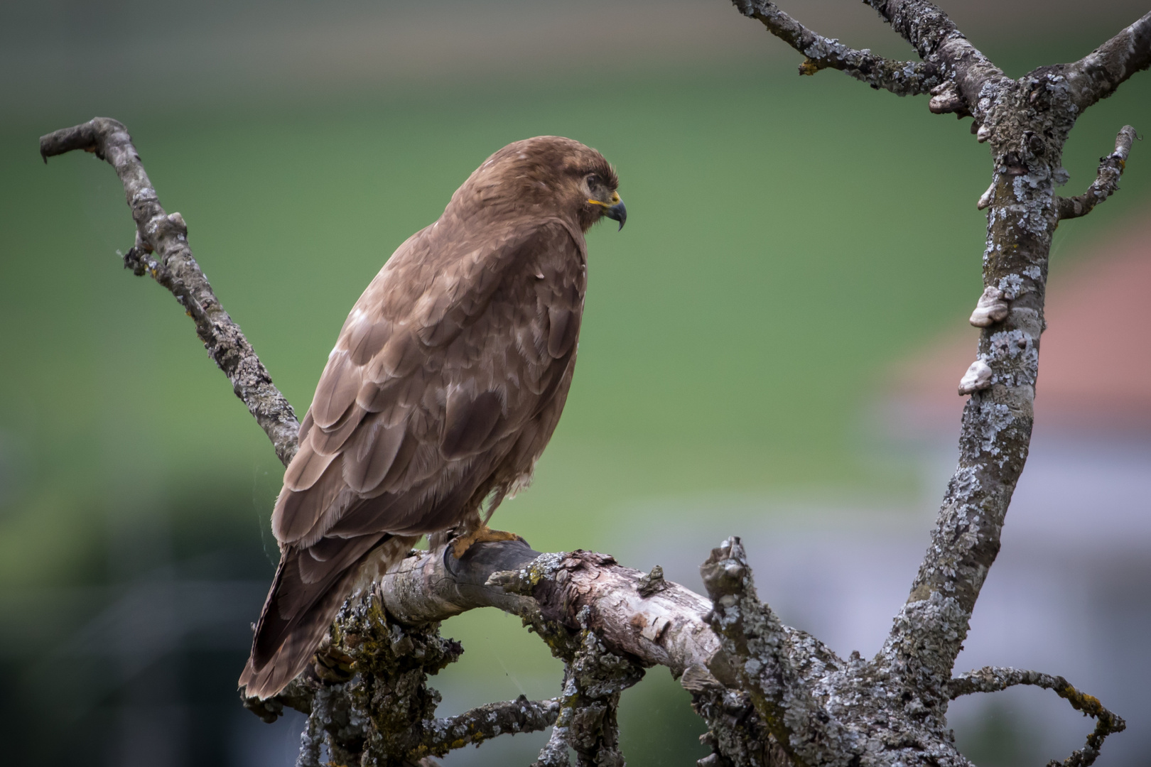 Mäusebussard