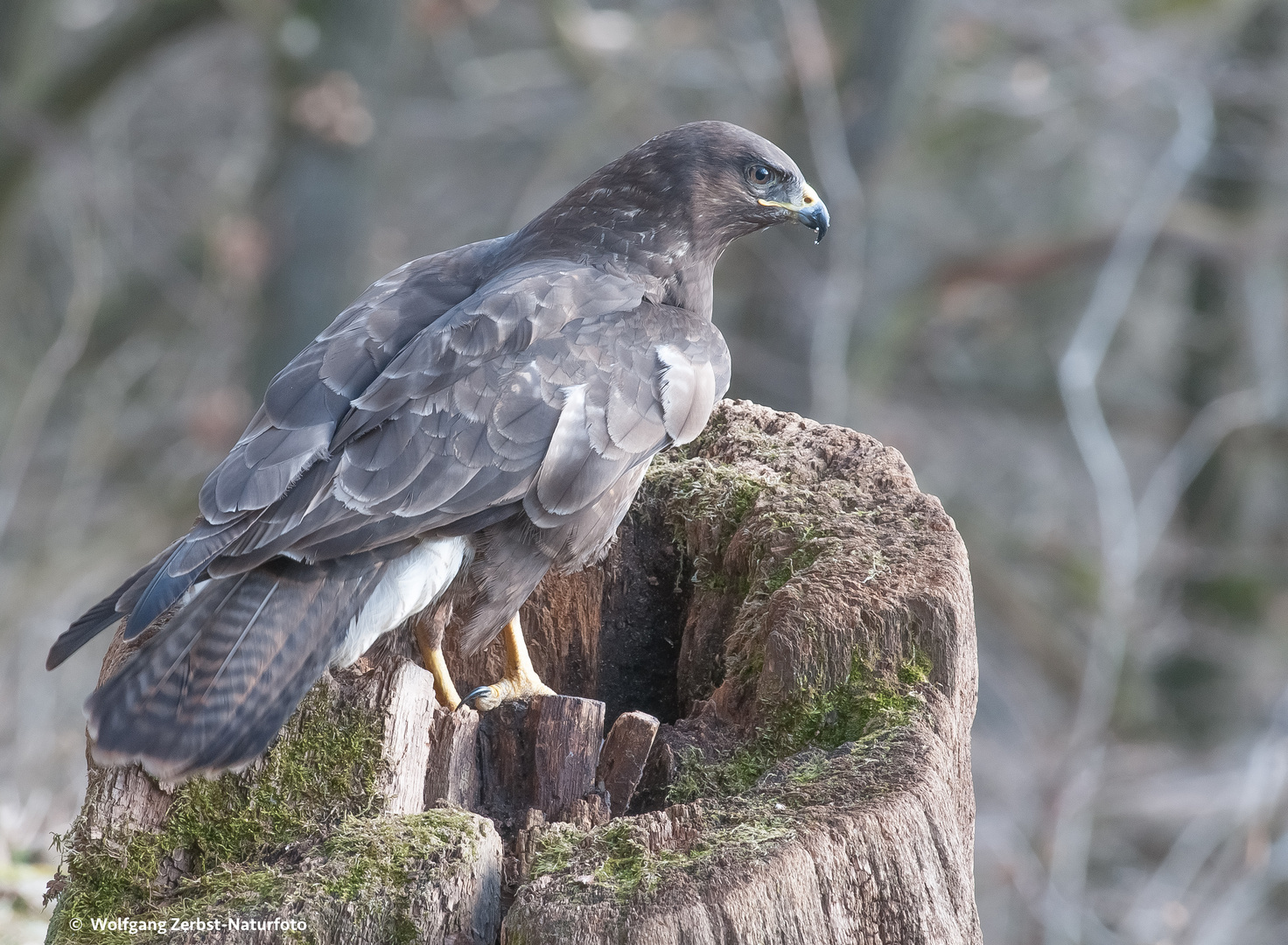 --- Mäusebussard ---