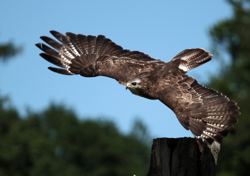 Maeusebussard