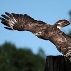 Maeusebussard