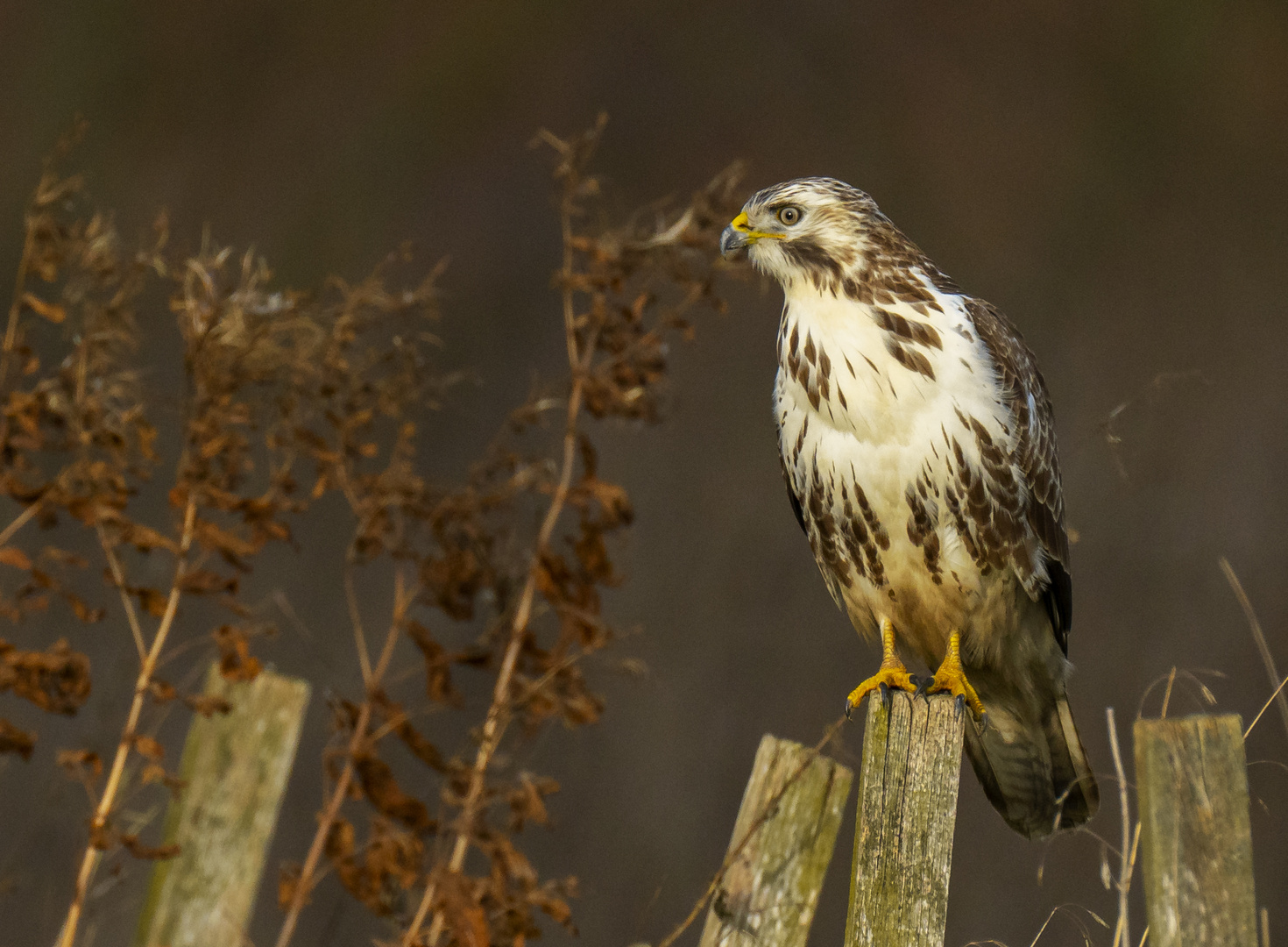 Mäusebussard