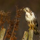 Mäusebussard