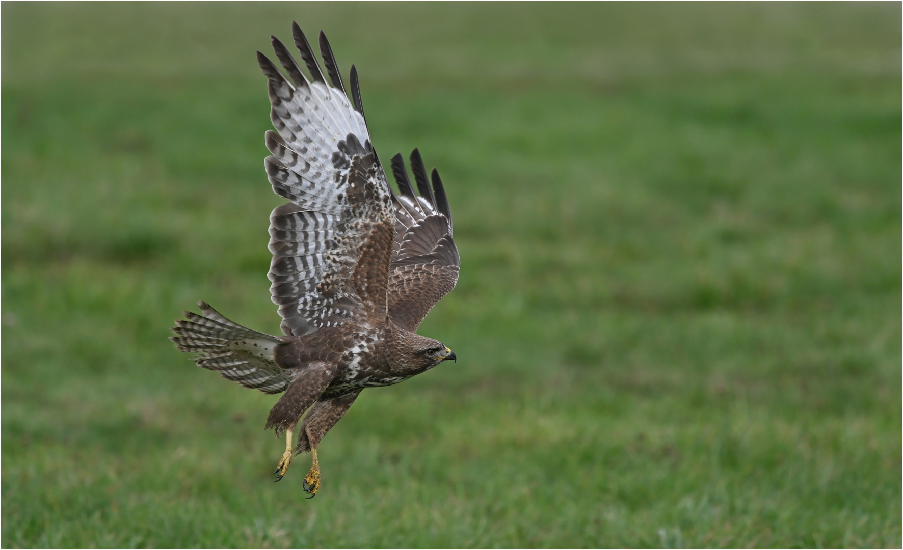 Mäusebussard