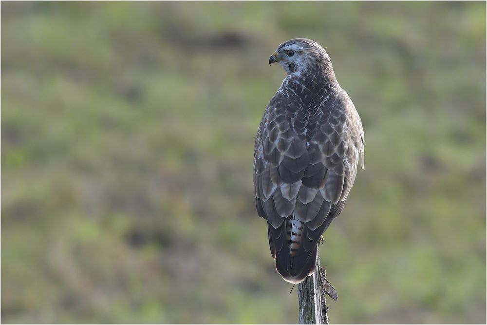 Mäusebussard