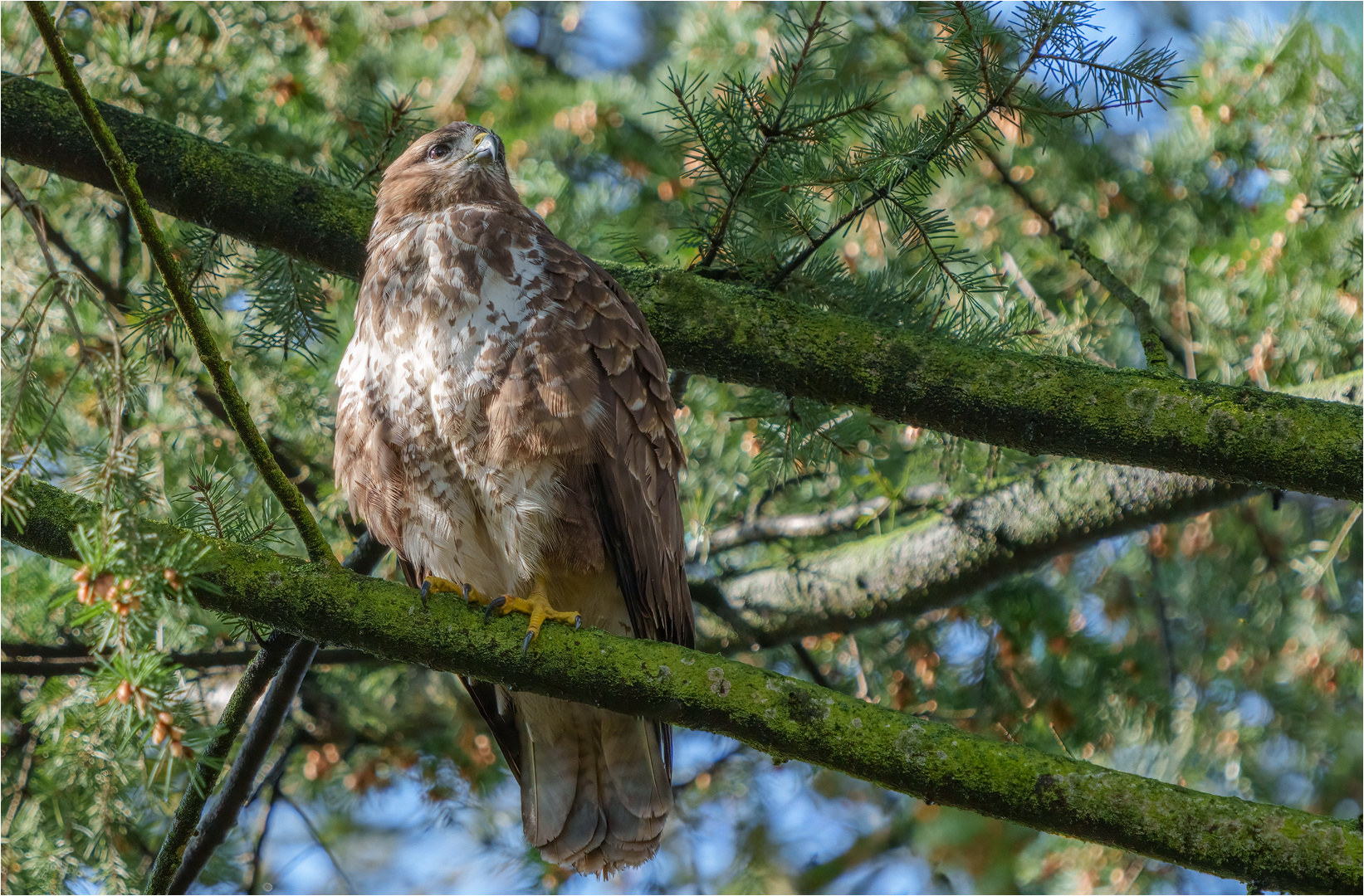 Mäusebussard