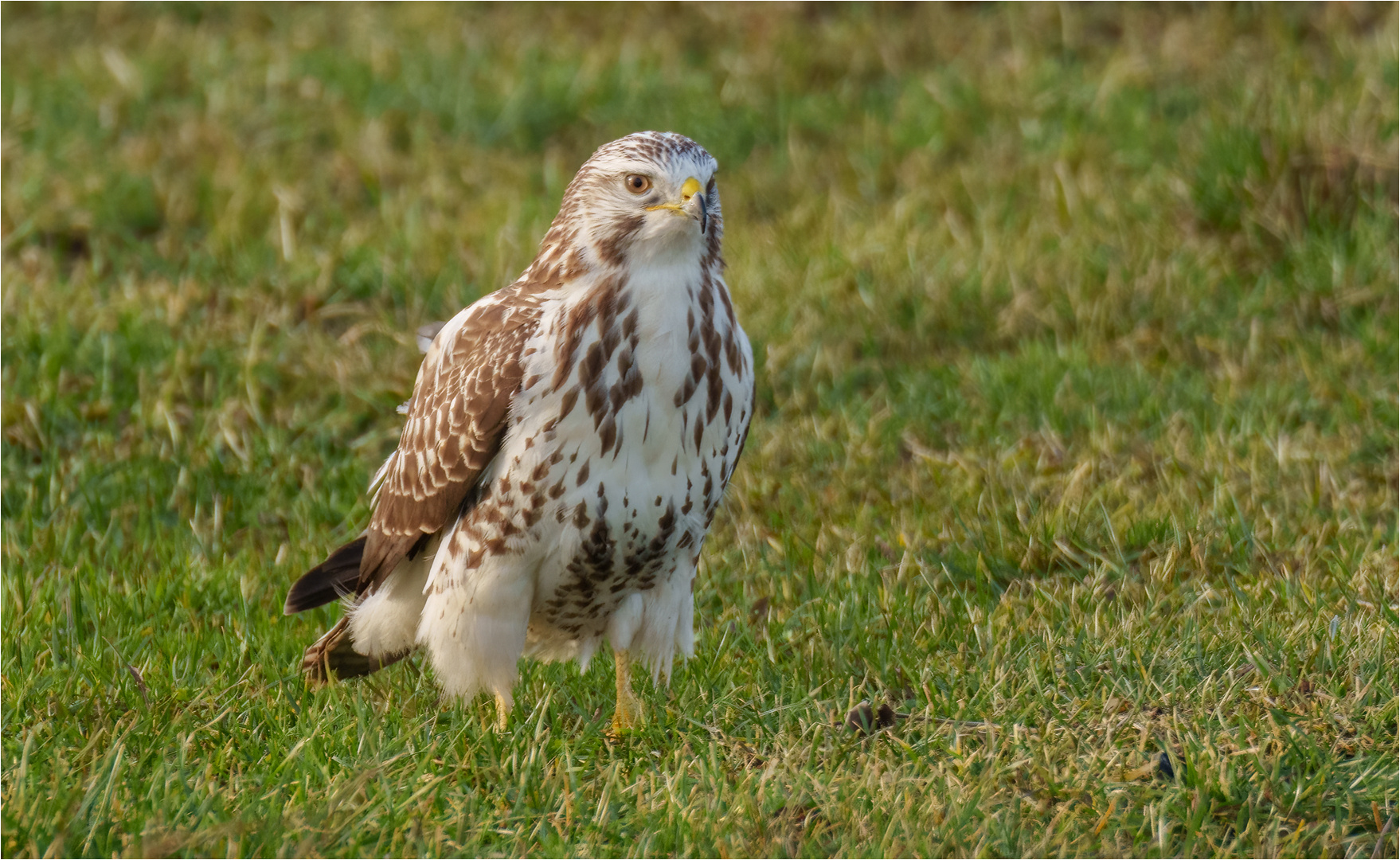 Mäusebussard