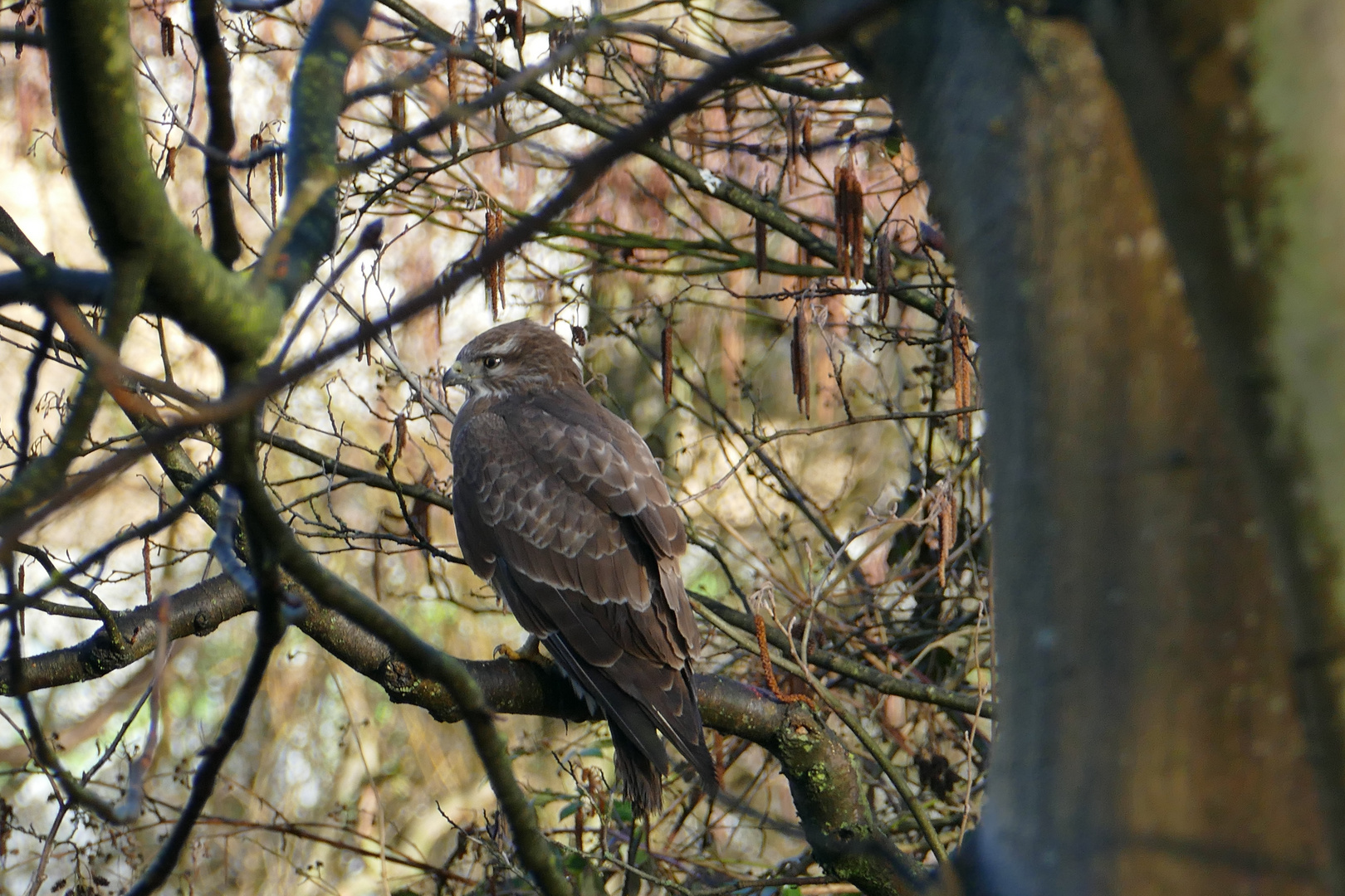 Mäusebussard