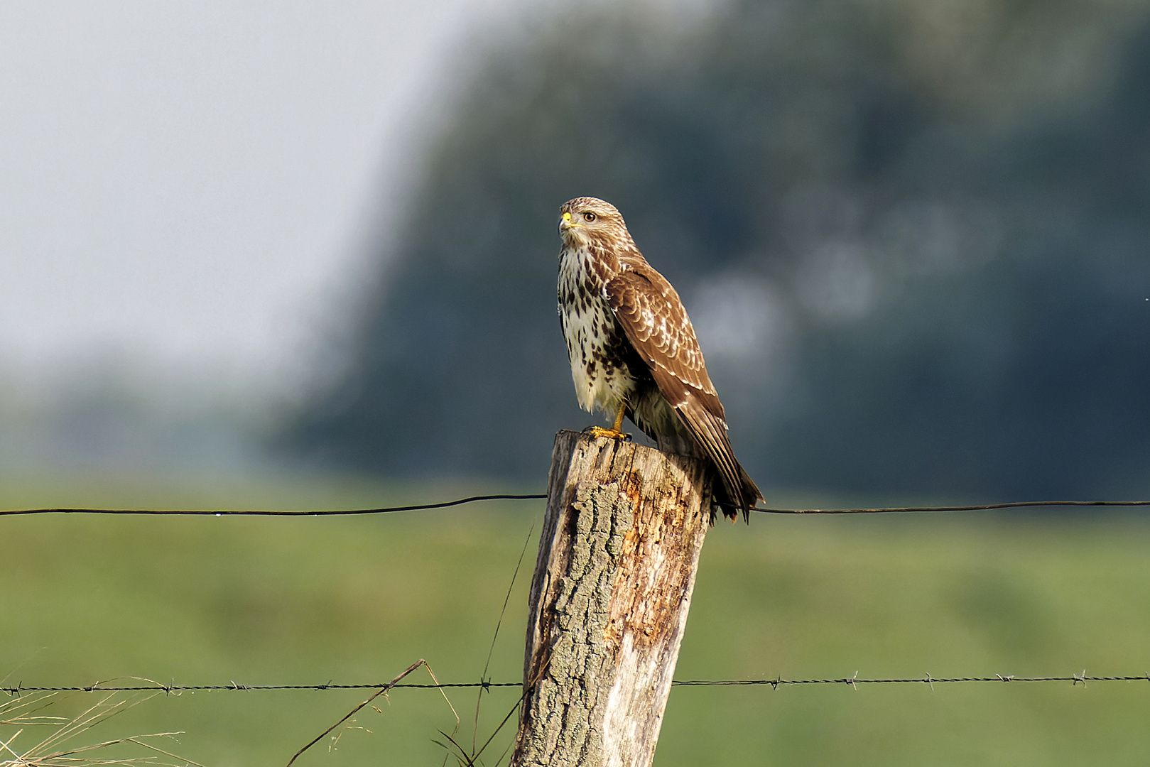 Mäusebussard