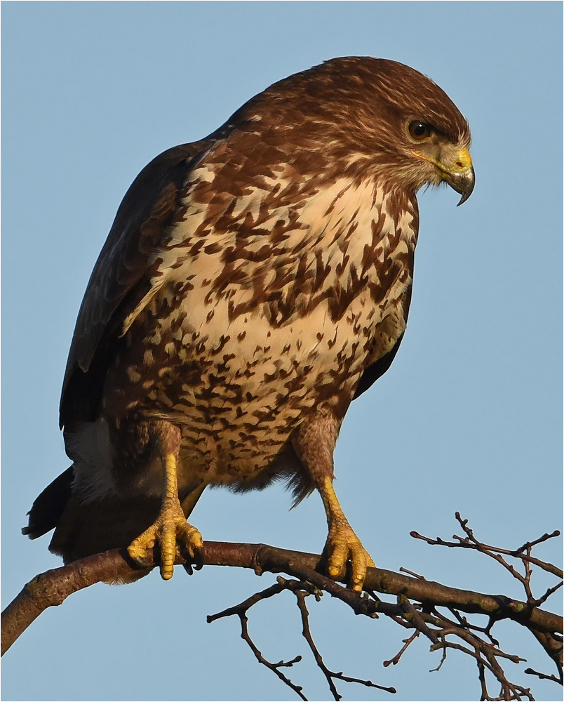 Mäusebussard