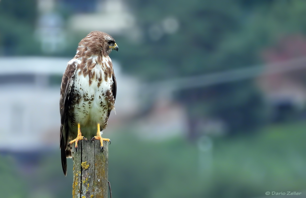 Mäusebussard