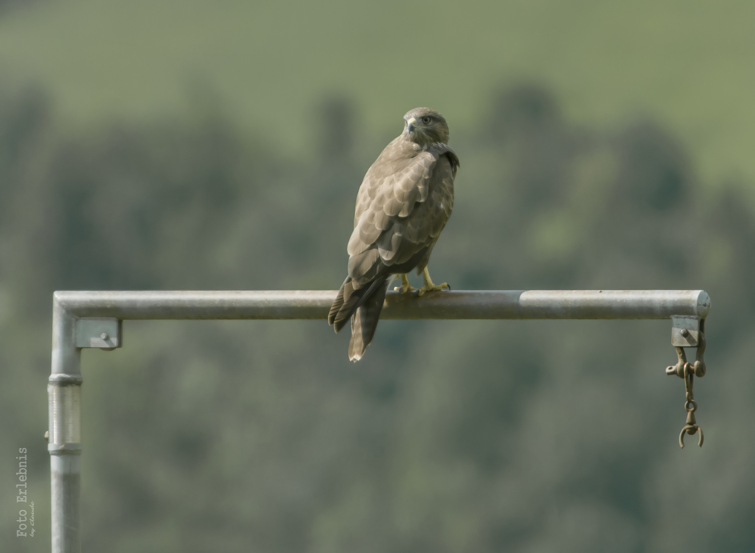 Mäusebussard