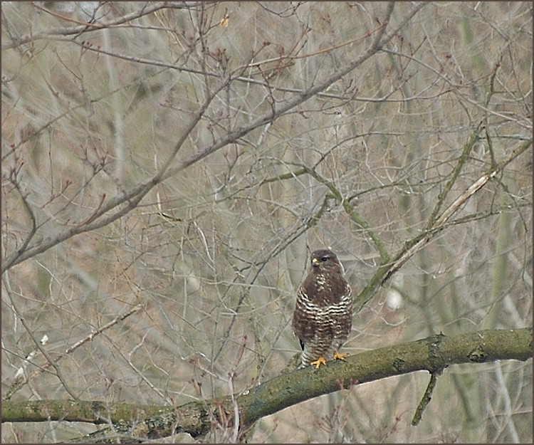 Mäusebussard