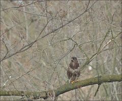 Mäusebussard