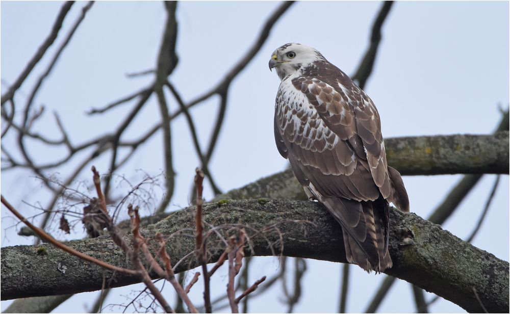 Mäusebussard