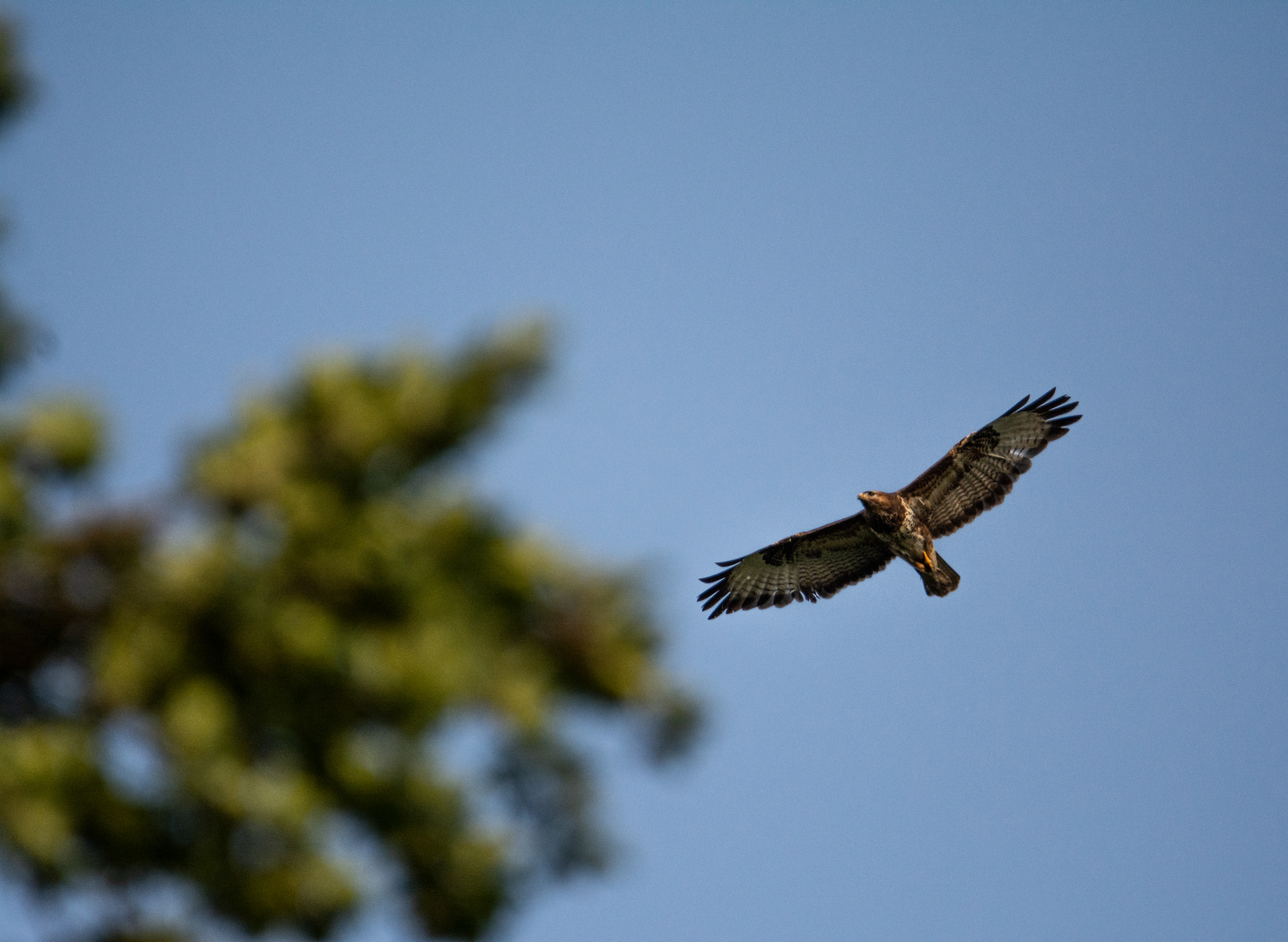 Mäusebussard