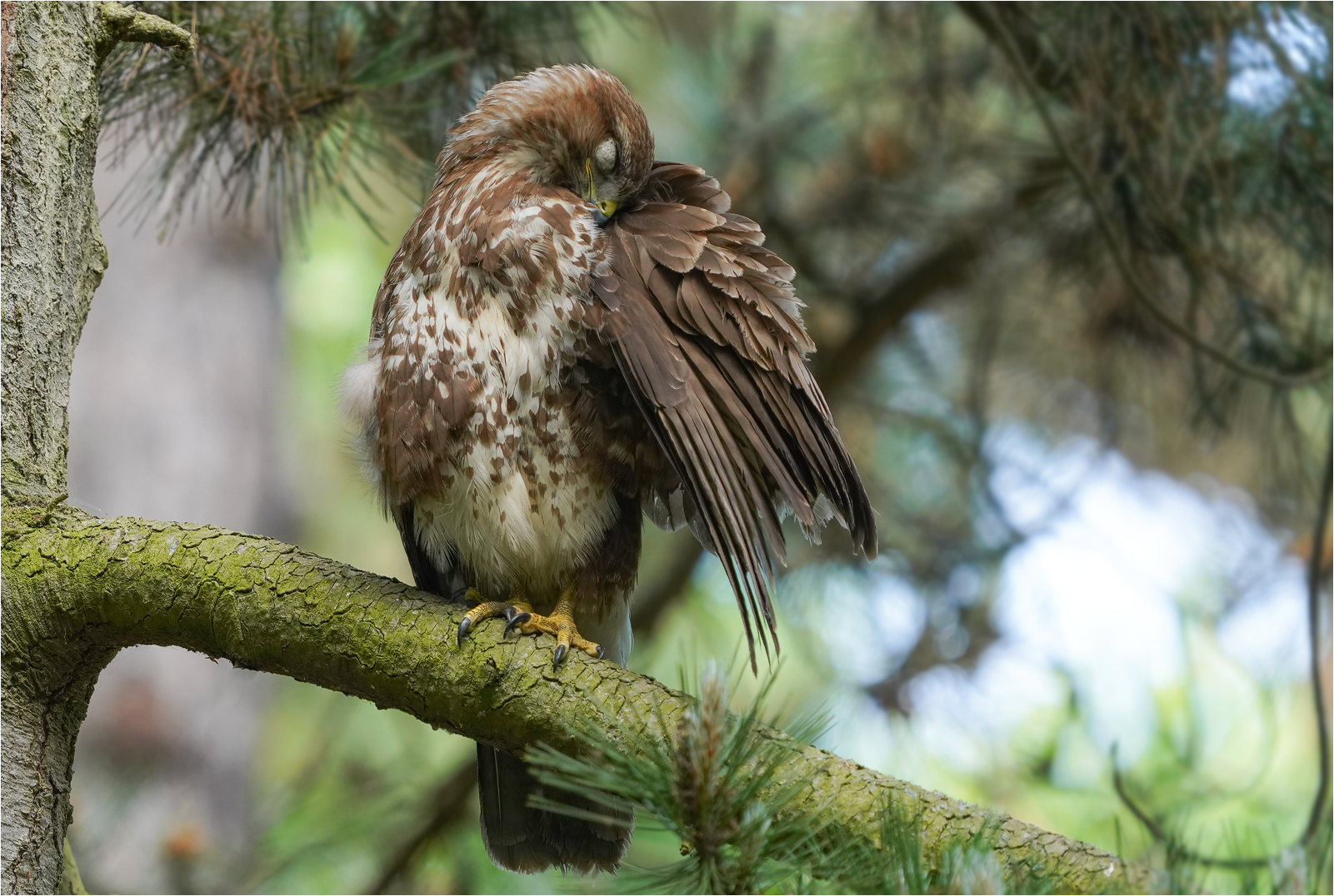 Mäusebussard