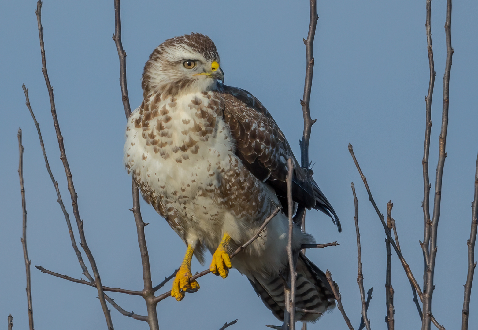 Mäusebussard