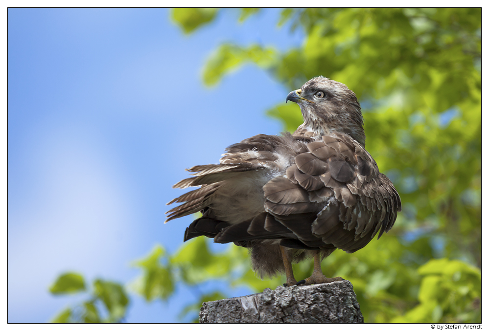 Mäusebussard