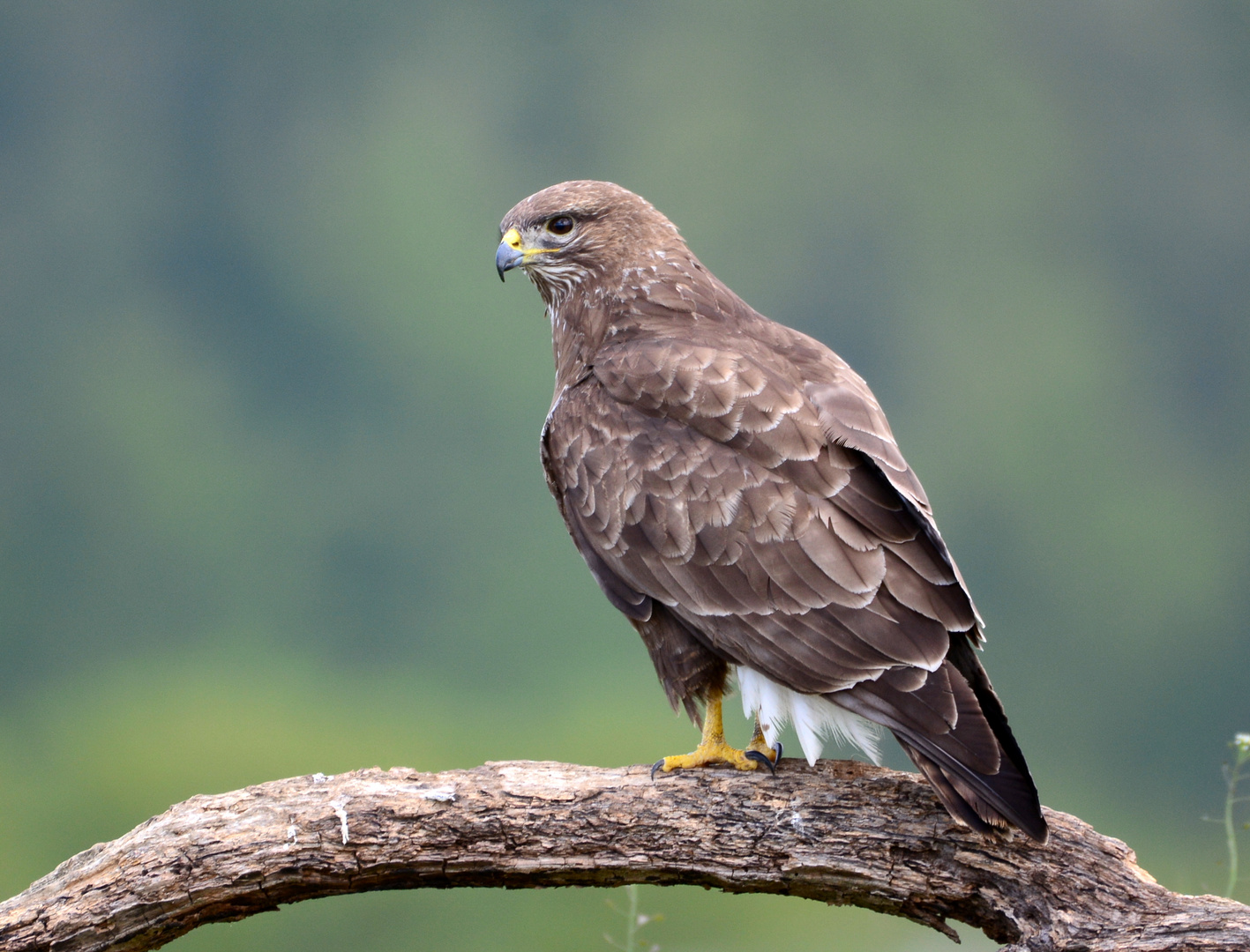 Mäusebussard