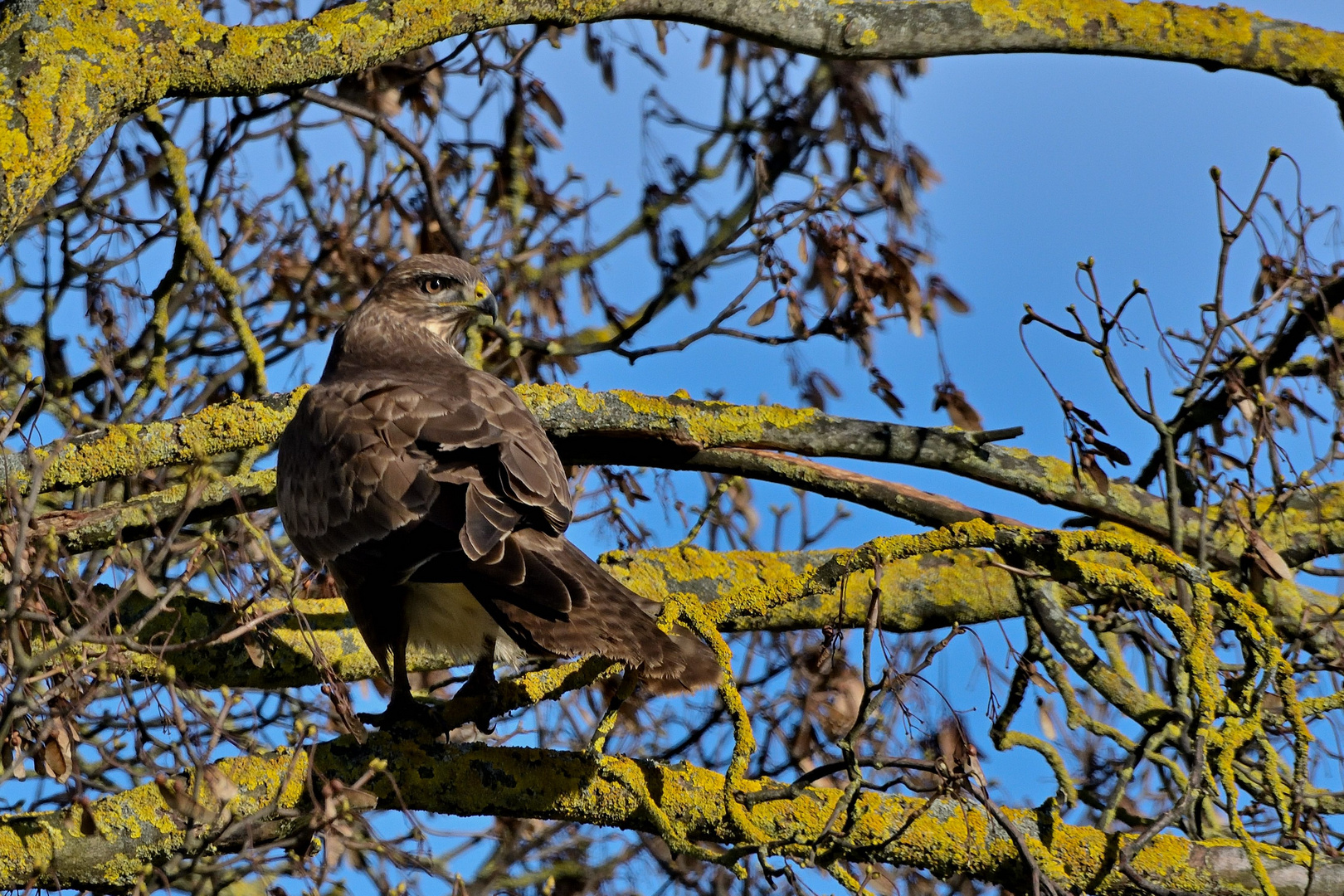 Mäusebussard