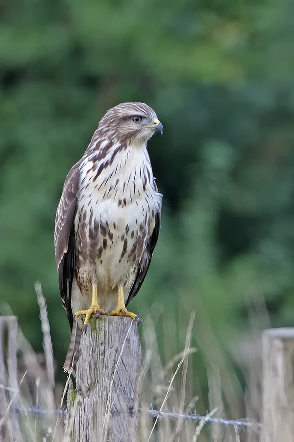 Mäusebussard