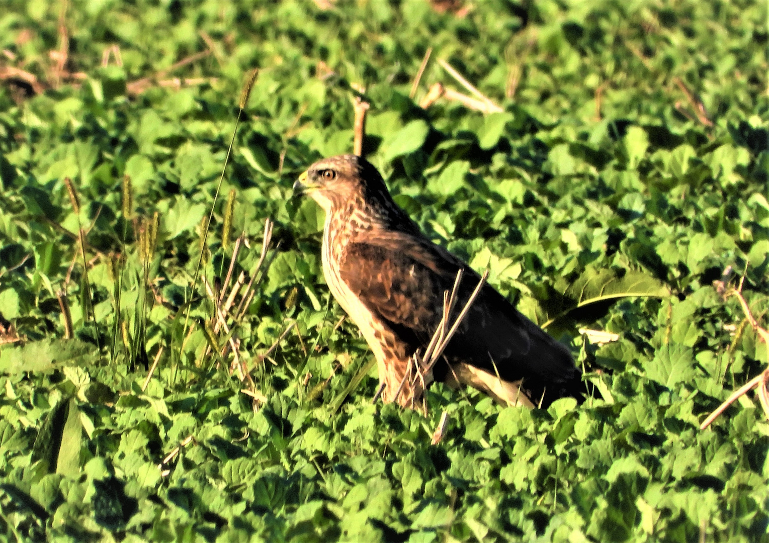 Mäusebussard-Bad-Birnbach-Nadia-Baumgart